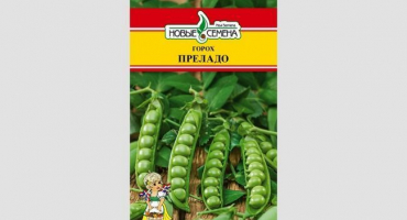 Jak správně pěstovat ultračasný hrách prelado?